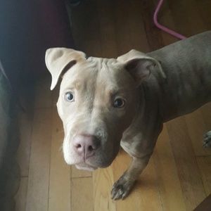 Meet your Posher, Javari